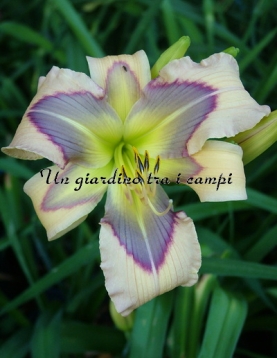 LEDGEWOOD'S CALICO BLUES