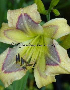 LEDGEWOOD'S CALICO BLUES