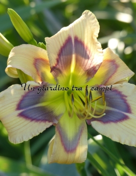 LEDGEWOOD'S CALICO BLUES