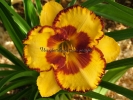 LEDGEWOOD'S CINNAMON LACE LEDGEWOOD'S CINNAMON LACE