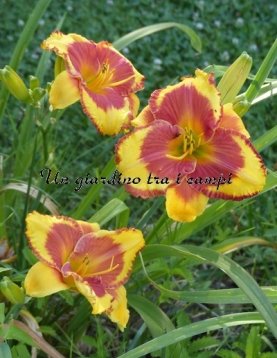 LEDGEWOOD'S FIRECRACKER