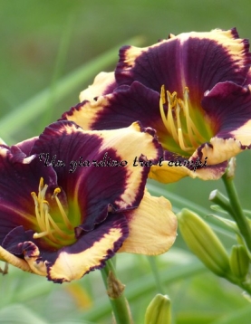 LEDGEWOOD'S JUMPSTART