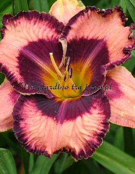 LEDGEWOOD'S MAGIC ODYSSEY