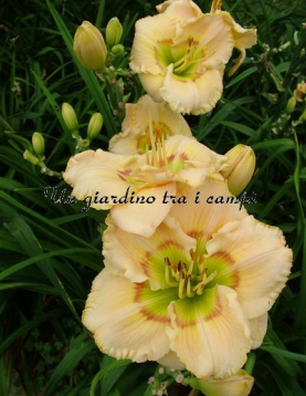 LEDGEWOOD’S RINGLEADER