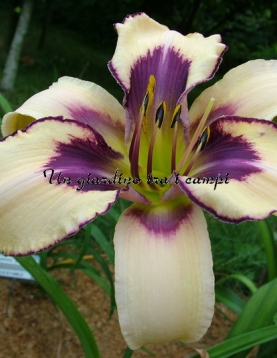 LEDGEWOOD’S STOLEN DREAMS