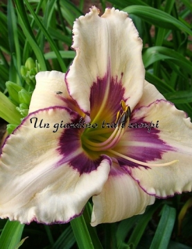 LEDGEWOOD’S WINTER MEMORIES