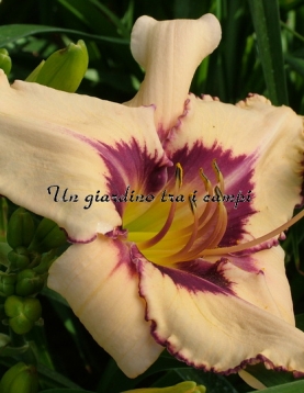 LEDGEWOOD’S WINTER MEMORIES