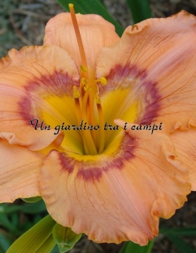 LIGHTENING IN A BOTTLE