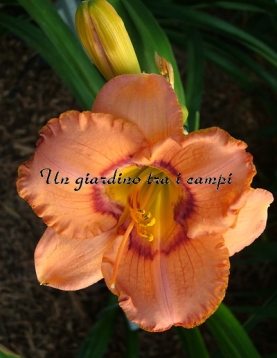 LIGHTENING IN A BOTTLE