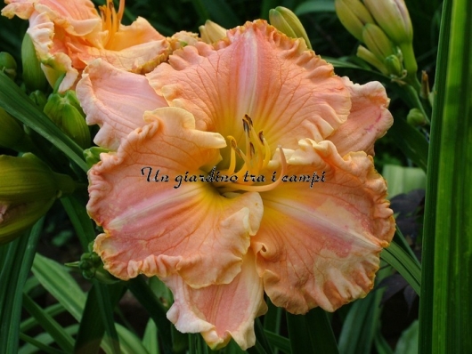 LONNIE LEROY CARPENTER