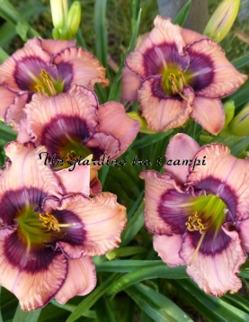 LOOKING INTO GOD'S EYES