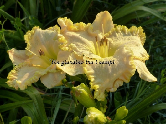 MAGIC RAIMENT MAGIC RAIMENT