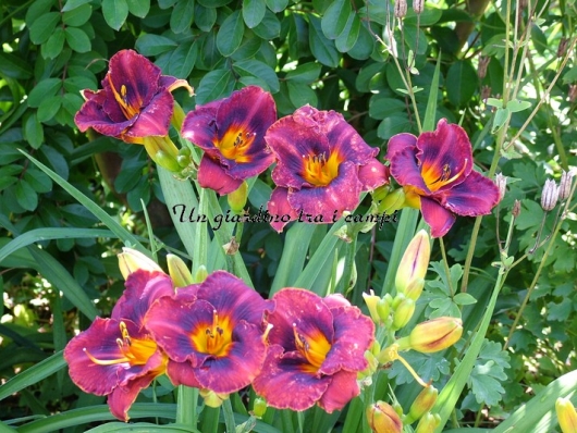 MAHOGANY MAGIC MAHOGANY MAGIC