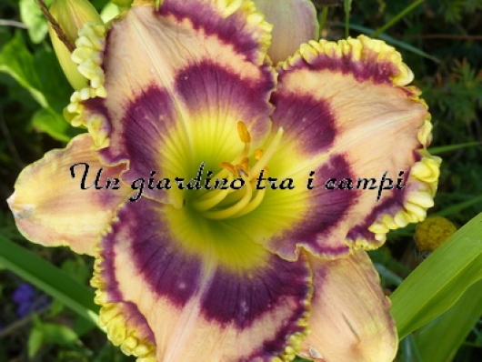 MOSES IN THE BULRUSHES