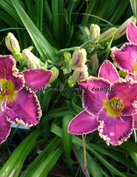 MUSIC OF THE SPHERES