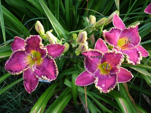 MUSIC OF THE SPHERES