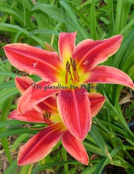 MY HEART BELONGS TO DADDY