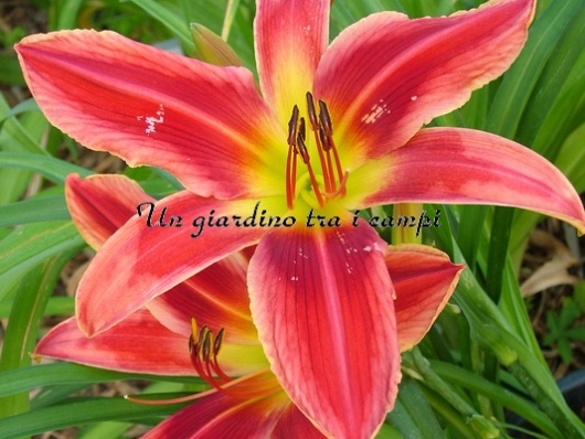 MY HEART BELONGS TO DADDY MY HEART BELONGS TO DADDY