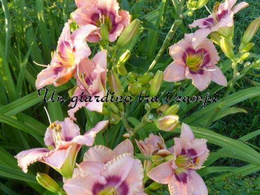 MYSTICAL RAINBOW MYSTICAL RAINBOW