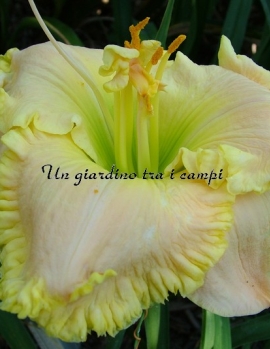 NICOLE'S DRAMA QUEEN 