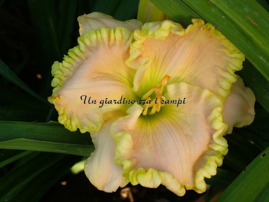 NICOLE'S ESPERENZA NICOLE'S ESPERENZA