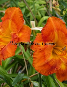 NICOLE'S HEAT SEEKER