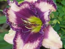 NOONDAY DREAMS NOONDAY DREAMS