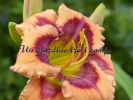 ONE NIGHT POLLINATION