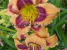 ONE NIGHT POLLINATION