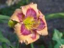 ONE NIGHT POLLINATION