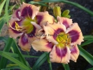 ONE NIGHT POLLINATION