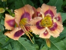 ONE NIGHT POLLINATION