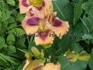 ONE NIGHT POLLINATION
