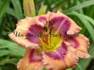 ONE NIGHT POLLINATION