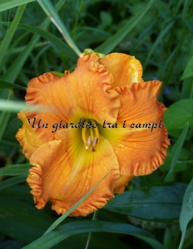 ORANGE BLOSSOM TRAIL