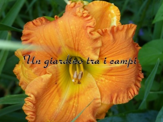 ORANGE BLOSSOM TRAIL