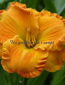 ORANGE BLOSSOM TRAIL