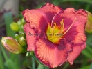 ORANGE CHERRY JUBILEE