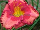 ORANGE CHERRY JUBILEE