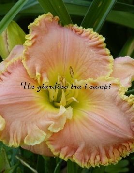 OUR FRIEND JIM SADDLER