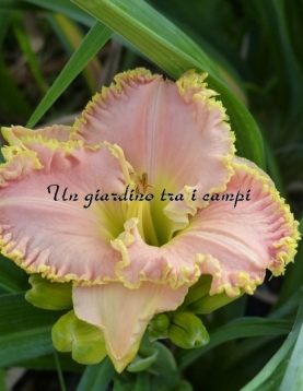 OUR FRIEND JIM SADDLER