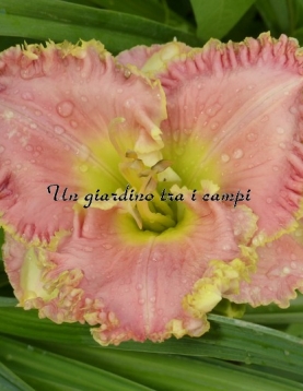 OUR FRIEND JIM SADDLER