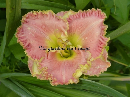 OUR FRIEND JIM SADDLER OUR FRIEND JIM SADDLER