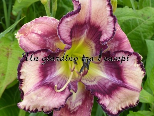 PATTERNED FOR SUCCESS