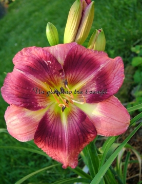 PEPPERMINT SOMERSAULT