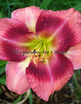 PEPPERMINT SOMERSAULT