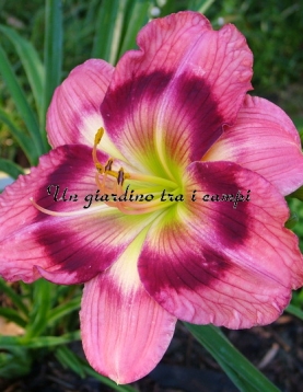 PEPPERMINT SOMERSAULT