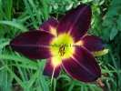 PERSIAN RUBY