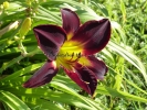 PERSIAN RUBY
