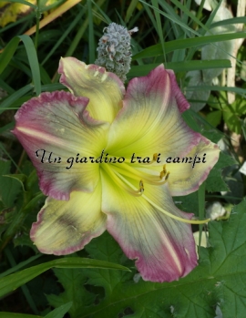 PIGMENT OF IMAGINATION